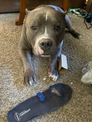 Lost Male Dog last seen Boadbent & Tropicana, Whitney, NV 89122