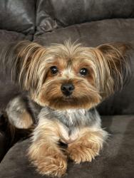 Lost Female Dog last seen Pollack and Serene, Las Vegas, NV 89123