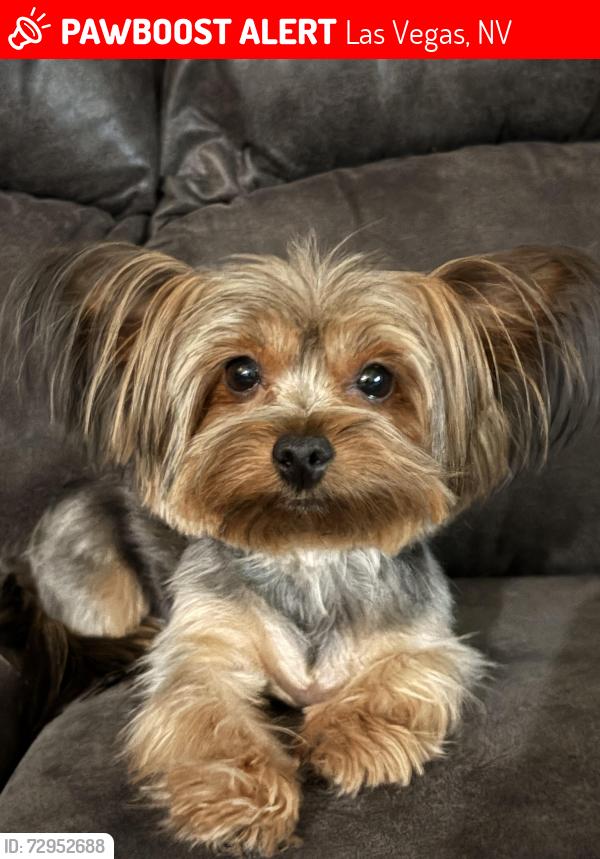 Lost Female Dog last seen Pollack and Serene, Las Vegas, NV 89123