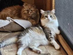 Reunited Female Cat last seen 16th St and 45th Avenue Kenosha/Somers WI, Somers, WI 53144