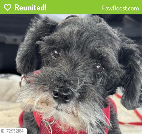 Reunited Female Dog last seen Muscogee Trail, Carrollton, TX 75010