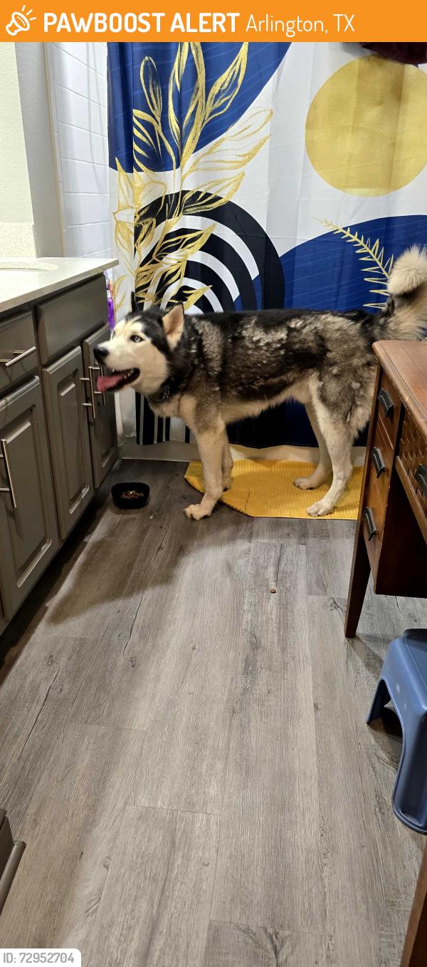 Found/Stray Male Dog last seen Bowen street and bardin road , Arlington, TX 76017