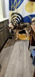 Found/Stray Male Dog last seen Bowen street and bardin road , Arlington, TX 76017