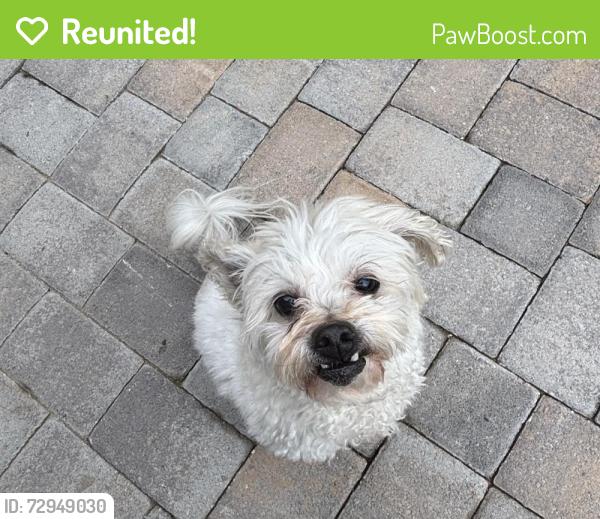 Reunited Male Dog last seen Washburn and Cimmaron , Las Vegas, NV 89149