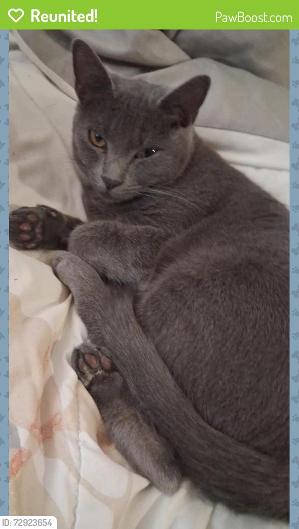 Reunited Male Cat last seen Mein y broadwey, Los Angeles, CA 90061