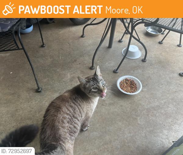 Found/Stray Female Cat last seen EASTERN and 39th street, Moore, Ok, Moore, OK 73160