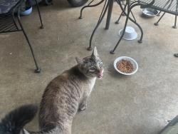Found/Stray Female Cat last seen EASTERN and 39th street, Moore, Ok, Moore, OK 73160