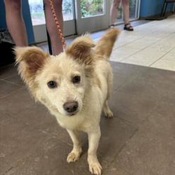 Shelter Stray Male Dog last seen , Columbus, GA 31907