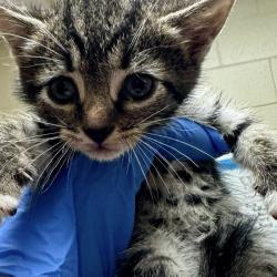 Shelter Stray Unknown Cat last seen , Columbus, GA 31907