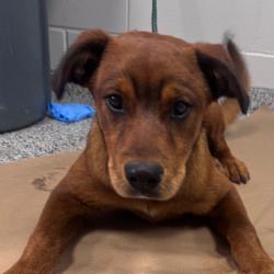 Shelter Stray Female Dog last seen , Greenville, SC 29609