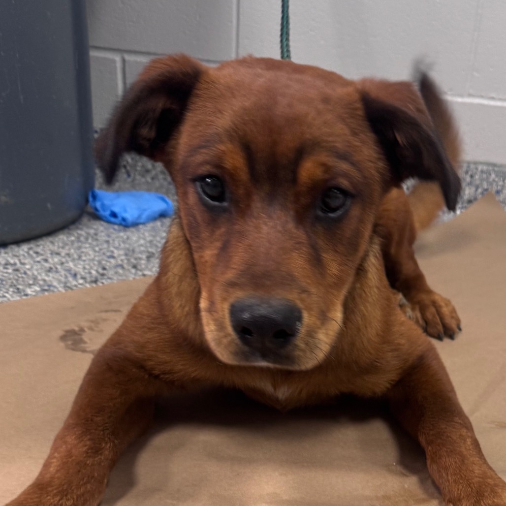 Shelter Stray Female Dog last seen , Greenville, SC 29609