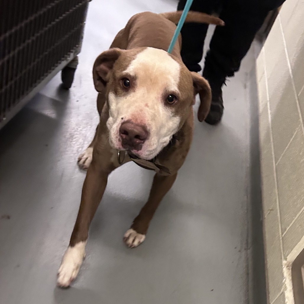 Shelter Stray Male Dog last seen , Asheville, NC 28806