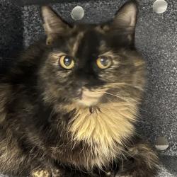 Shelter Stray Female Cat last seen , Greensboro, NC 27409