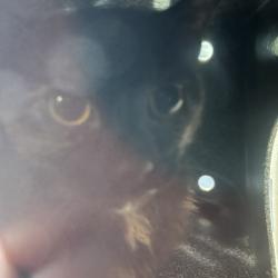 Shelter Stray Female Cat last seen , Greensboro, NC 27409