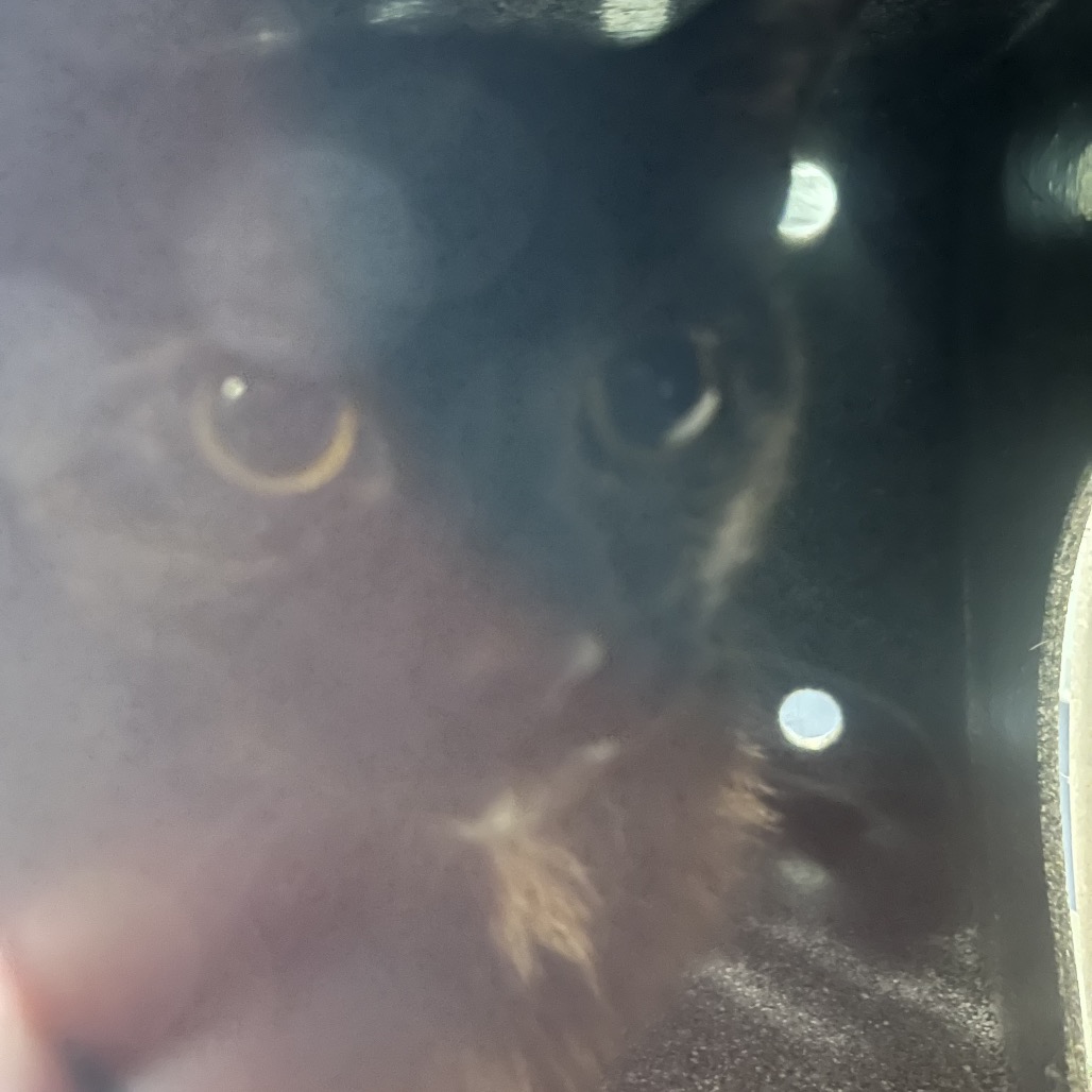 Shelter Stray Female Cat last seen , Greensboro, NC 27409