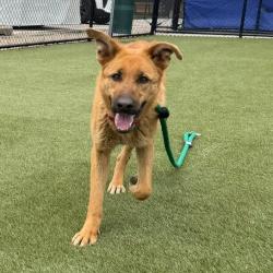 Shelter Stray Female Dog last seen , Philadelphia, PA 19140