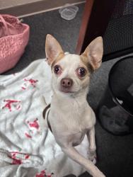 Reunited Female Dog last seen 58th St N near High Point Elementary School, Pinellas County, FL 33760