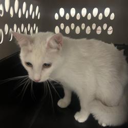 Shelter Stray Female Cat last seen , Philadelphia, PA 19140