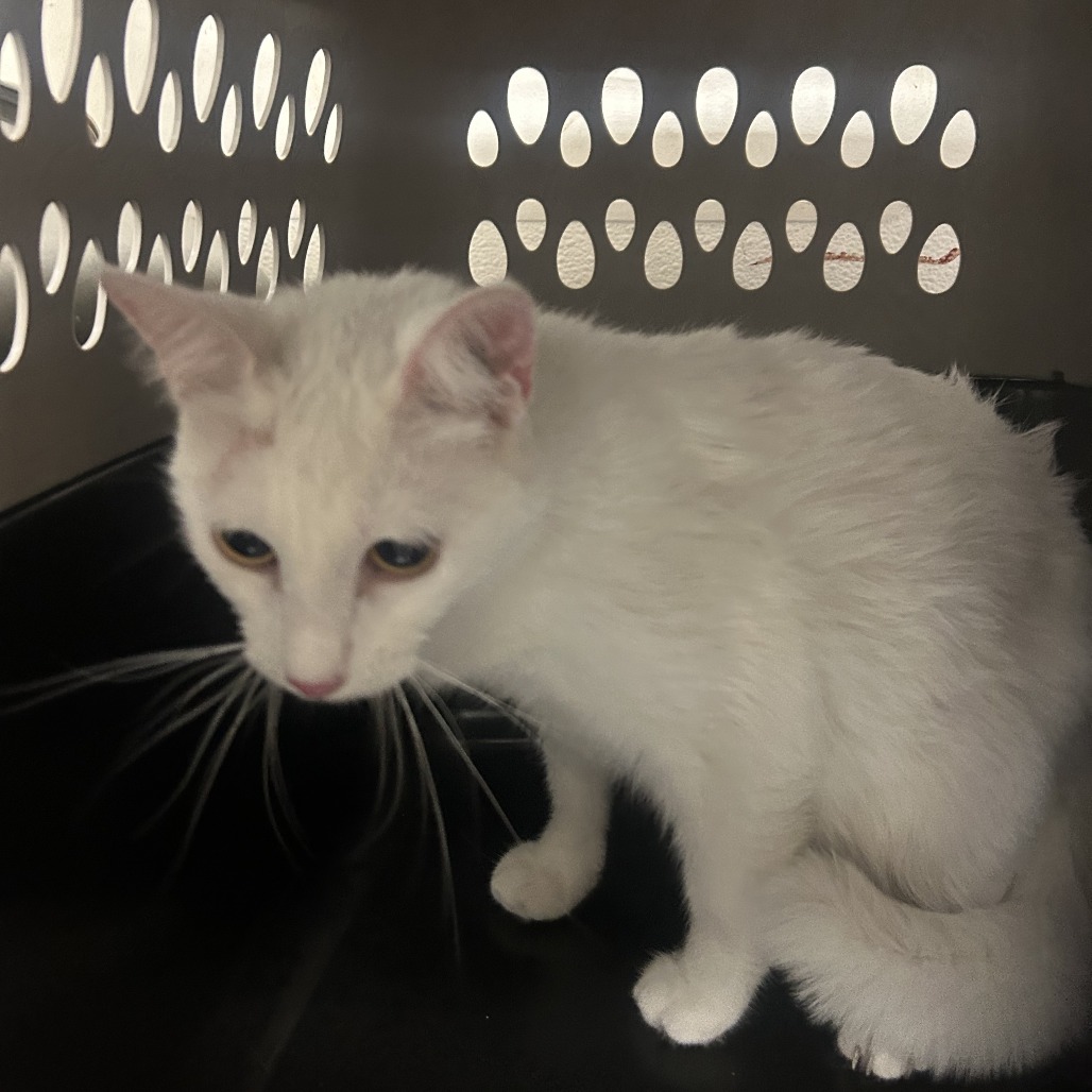 Shelter Stray Female Cat last seen , Philadelphia, PA 19140