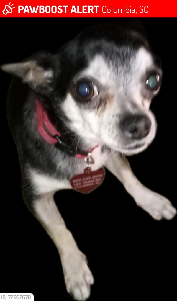 Lost Female Dog last seen Tram Rd and St. Andrews Rd (Whitehall) Columbia SC 29210, Columbia, SC 29210
