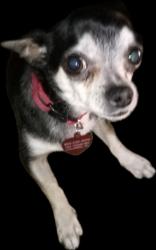 Lost Female Dog last seen Tram Rd and St. Andrews Rd (Whitehall) Columbia SC 29210, Columbia, SC 29210