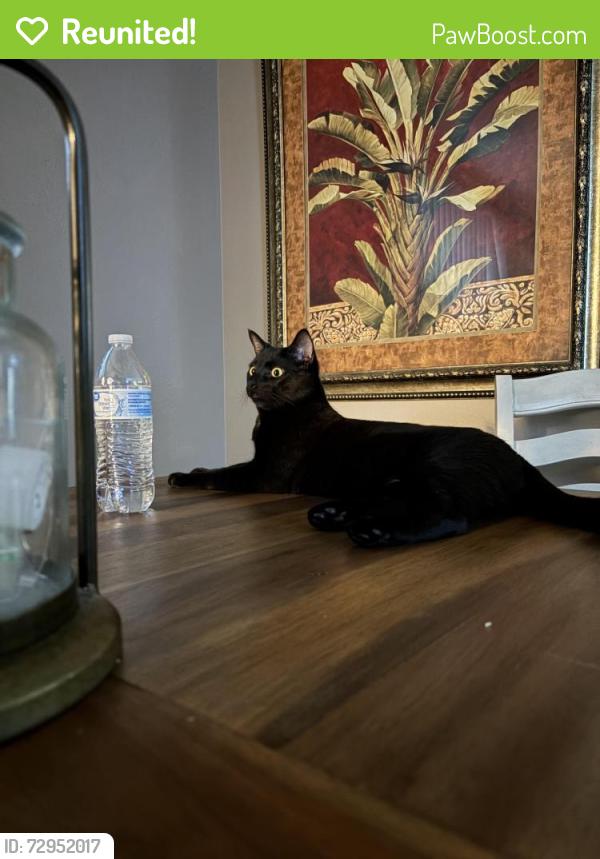 Reunited Male Cat last seen Ladera drive , Bethel Park, PA 15102