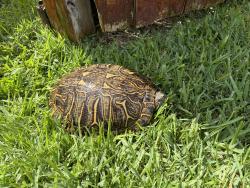 Found/Stray Unknown Reptile last seen Benignus & Perthshire, Houston, TX 77024