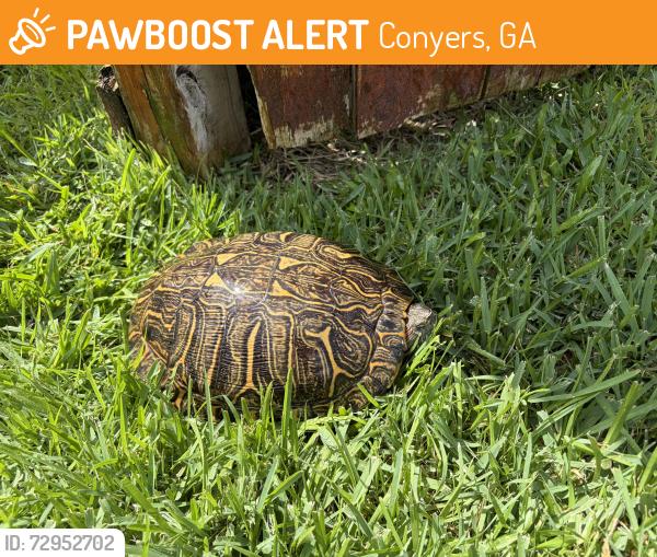 Found/Stray Unknown Reptile last seen Benignus & Perthshire, Houston, TX 77024