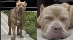 Reunited Male Dog last seen Hialeah hosp, Hialeah, FL 33013