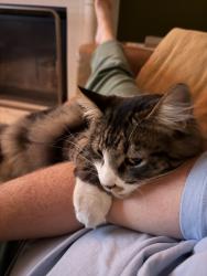 Lost Male Cat last seen N26th , Tacoma, WA 98403