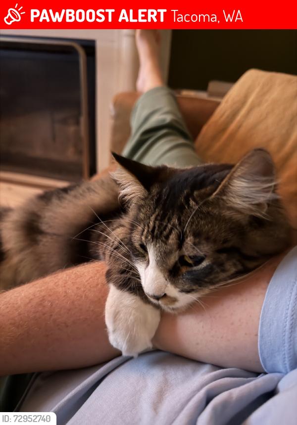 Lost Male Cat last seen N26th , Tacoma, WA 98403