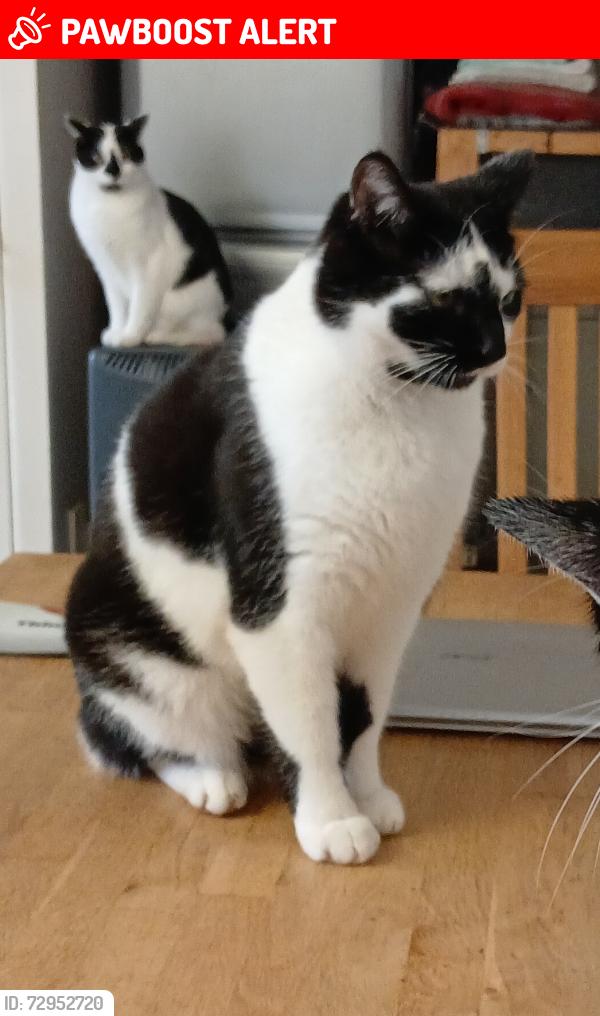 Lost Male Cat last seen Near Newtown, Upper Basildon, England RG8 8JE