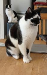 Lost Male Cat last seen Near Newtown, Upper Basildon, England RG8 8JE