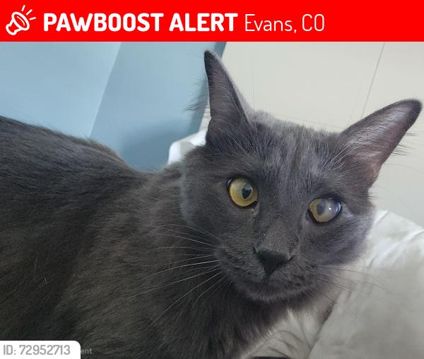 Lost Male Cat last seen Central St Evans Co and 40th St , Evans, CO 80620