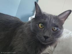 Lost Male Cat last seen Central St Evans Co and 40th St , Evans, CO 80620