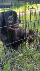 Reunited Unknown Dog last seen NW Detroit, Near Eliza Howell Park, Detroit, MI, Detroit, MI 48223