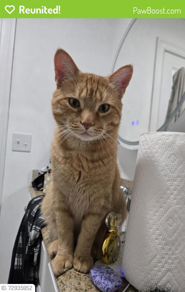Reunited Male Cat last seen Stamford Hospital, Stamford, CT 06902