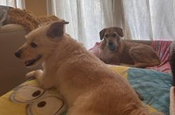 Reunited Male Dog last seen Jackson Hill & Floyd, Houston, TX 77007