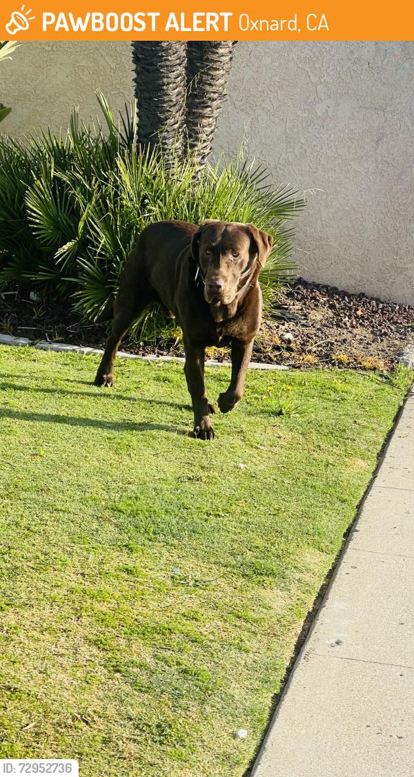 Found/Stray Male Dog last seen Yucca /cSt , Oxnard, CA 93030