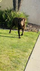 Found/Stray Male Dog last seen Yucca /cSt , Oxnard, CA 93030