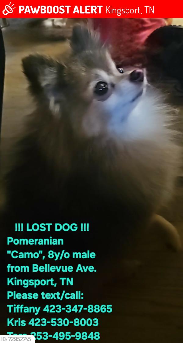 Lost Male Dog last seen Bellevue Ave. Kingsport, TN , Kingsport, TN 37660
