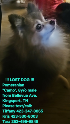 Lost Male Dog last seen Bellevue Ave. Kingsport, TN , Kingsport, TN 37660