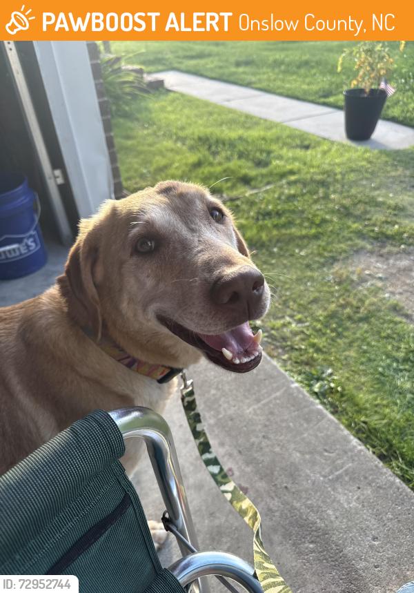 Found/Stray Female Dog last seen Meadow View rd and Harrells Loop rd, Onslow County, NC 28540