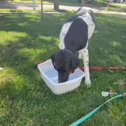 Reunited Unknown Dog last seen Cheney and 96, Grand Rapids, MI 49505