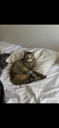 Lost Female Cat last seen W John st, Hicksville, NY 11801