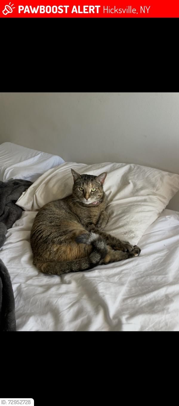 Lost Female Cat last seen W John st, Hicksville, NY 11801