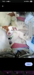 Lost Female Dog last seen Near falcoln view lane, Homeland, CA 92548