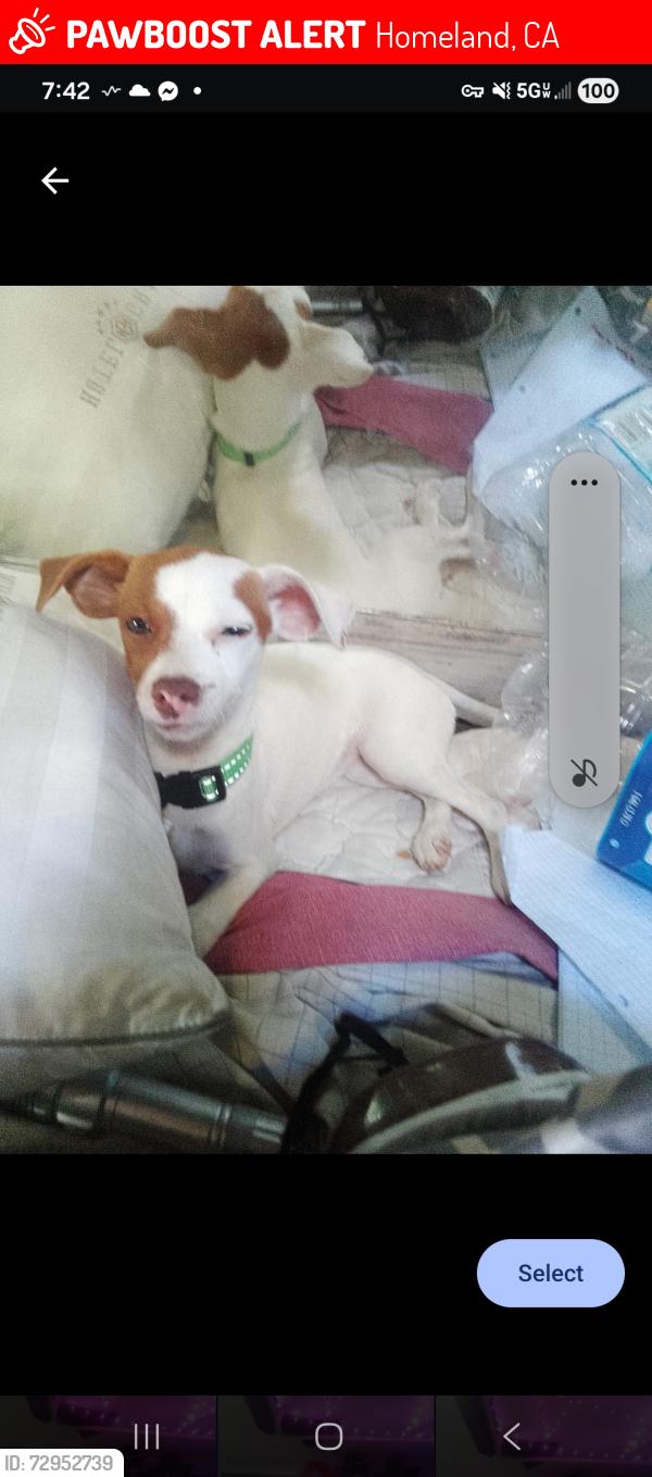 Lost Female Dog last seen Near falcoln view lane, Homeland, CA 92548