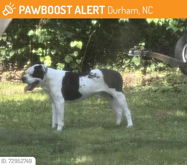Found/Stray Male Dog last seen Hillsborough Rd, Durham, NC 27705