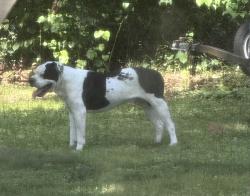 Found/Stray Male Dog last seen Hillsborough Rd, Durham, NC 27705